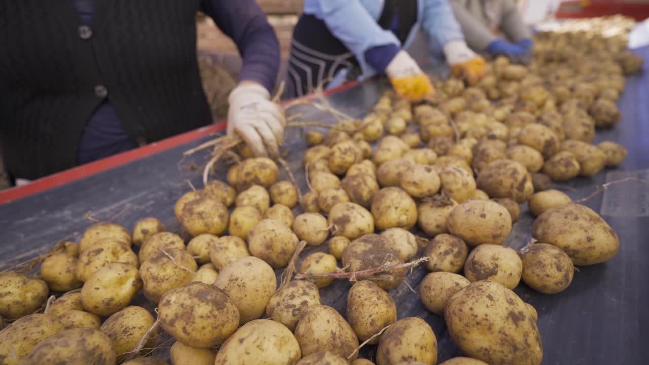 manos de trabajadores clasificando patatas en un transportador en una fábrica.
