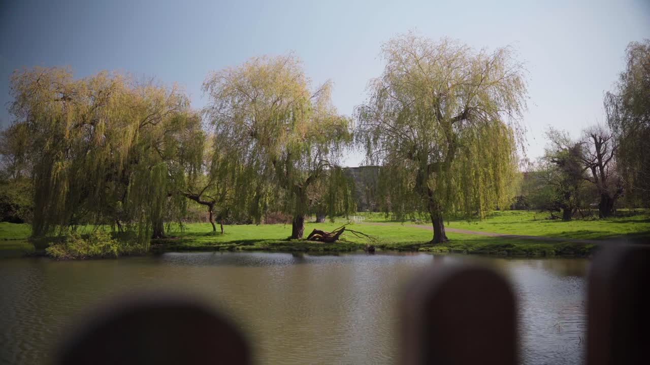 Tall willow trees line the riverside under bright spring sunlight, their branches hanging gracefully over the water