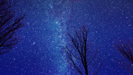 milky way and stars with winter trees zoom in