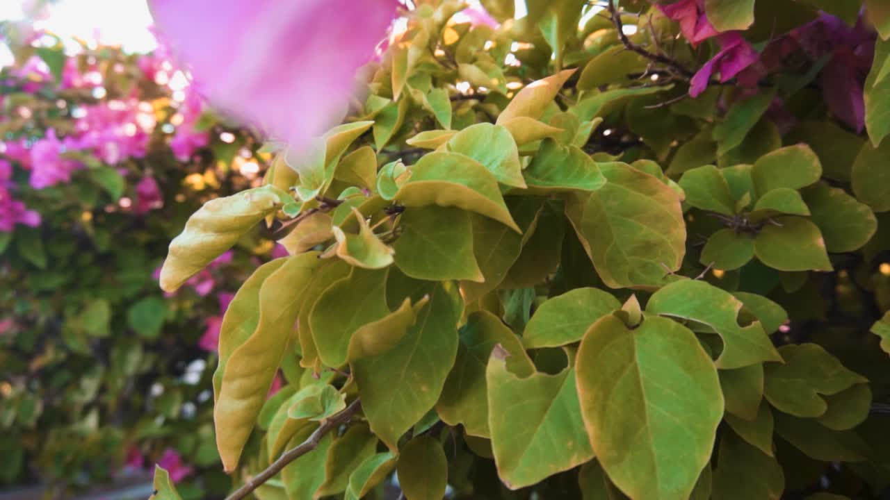 태양 아름다운 핑크 열대 휴일에 꽃