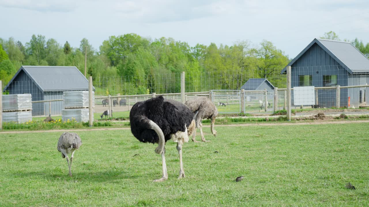 Gruppo di struzzi comuni (Struthio camelus) si nutre e sta tranquillamente in un pascolo verde recintato in una giornata di sole, con fienili in legno e fogliame primaverile che creano uno sfondo rurale.