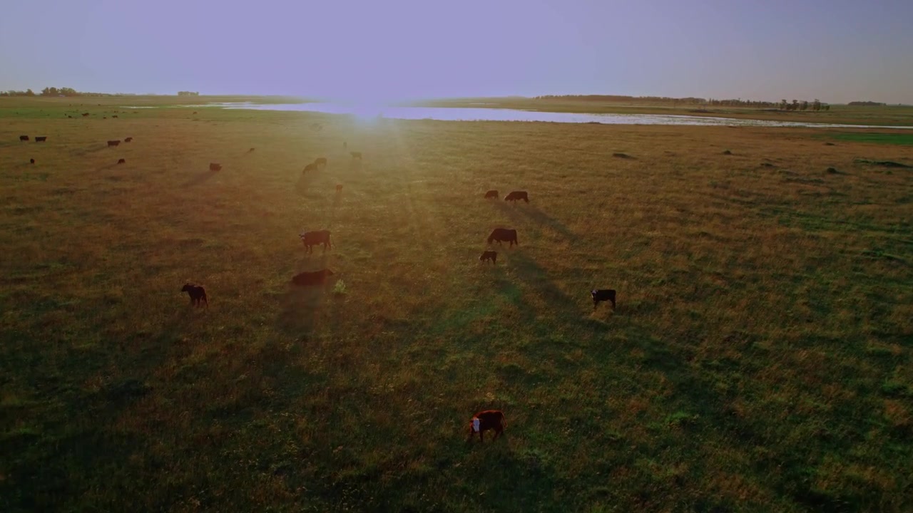 Ripresa aerea in tracking di bovini da carne al pascolo in un ampio campo verde durante un tramonto all'ora d'oro. Lunghe ombre drammatiche e un caldo bagliore dell'obiettivo in un paesaggio rurale.