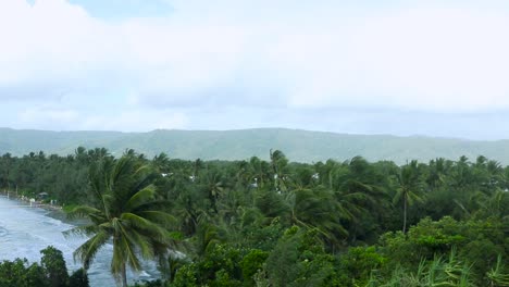 view of palm trees blowing in the wind and waves coming into the beach from a elevated tropical viewpoint