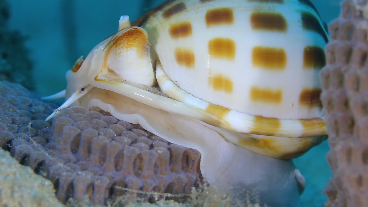 un video macro de un caracol de mar con una hermosa concha de color