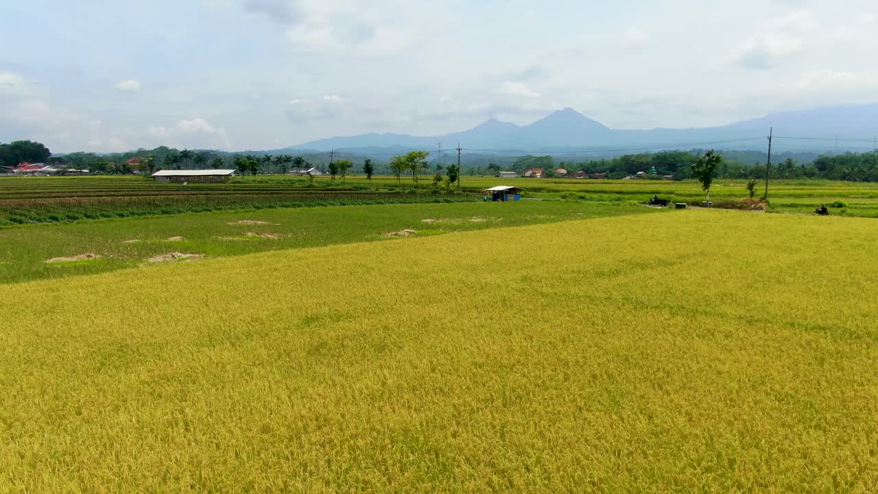 자바 인도네시아 그라바그 마을에서 추수할 준비가 된 잘 익은 논에 대한 공중 전망