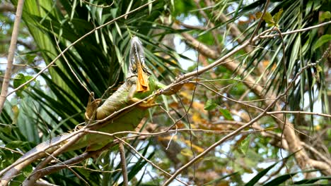 chameleon on a branch in the jungle forest. thailand