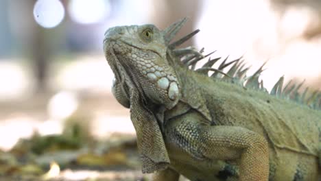 Close-up-of-a-wild-Green-Iguana-turning-its-head,-beautiful-pattern,-slow-motion