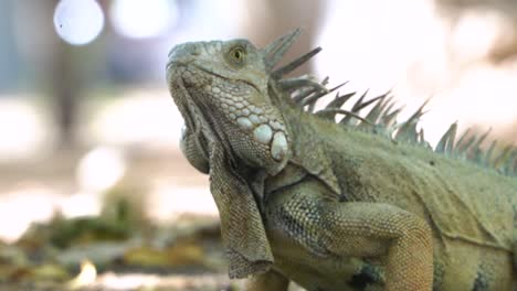 primer plano de una iguana verde salvaje girando la cabeza, hermoso patrón, cámara lenta