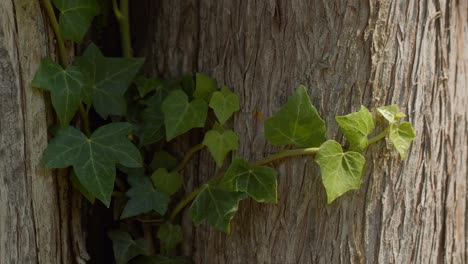 static close-up of common ivy leaves illuminated by sunlight on tree at lake como, italy (lago di como, italia)