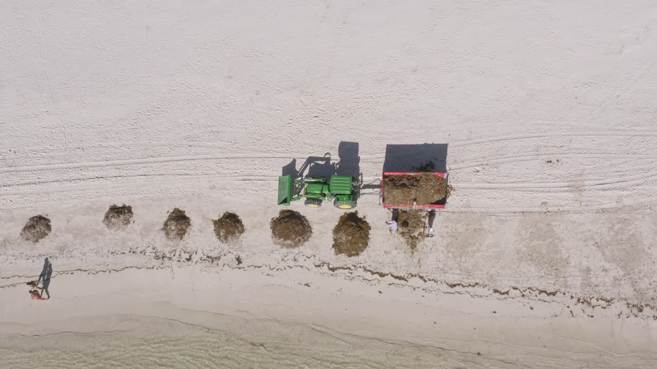 백사장에서 제거되고 있는 sargassum 해양 거대조류