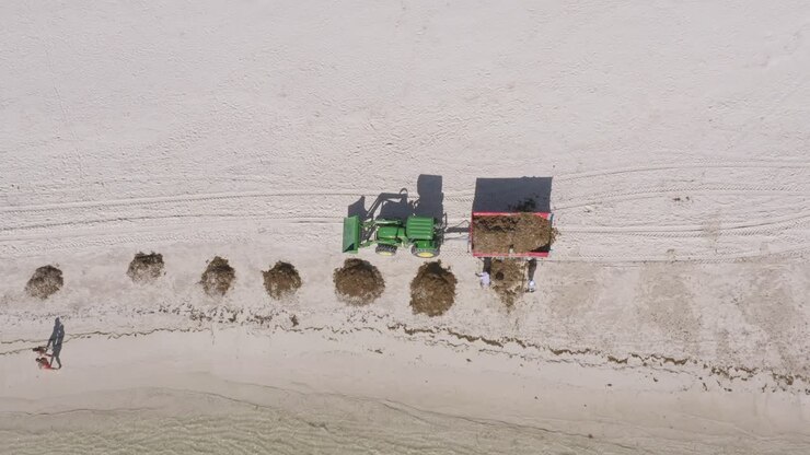 Macroalghe marine di Sargassum rimosse da una spiaggia di sabbia bianca