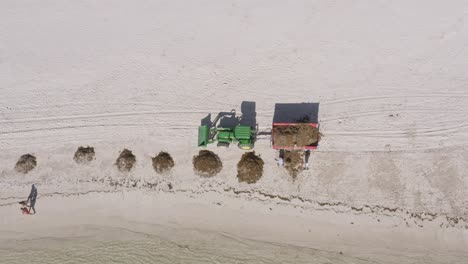 sargassum marine macroalgae being removed from white sand beach