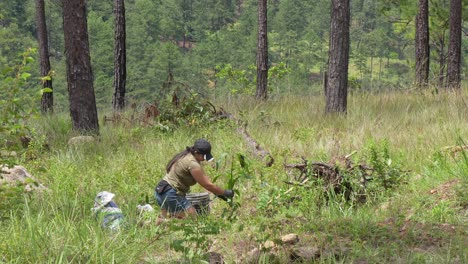 woman plants a tree in the forest