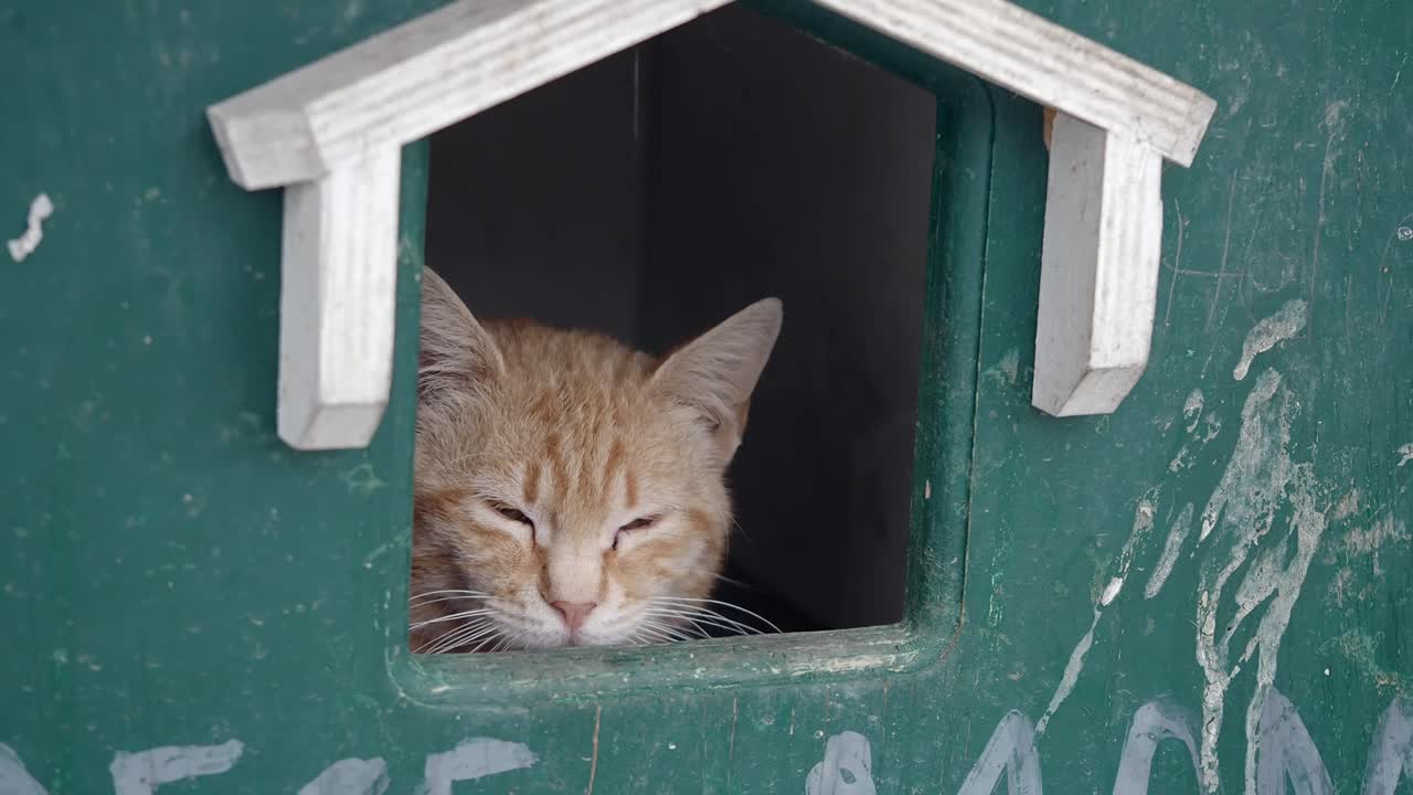 Ginger cat sleeping in a cat house