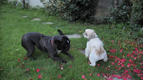 Hermoso-Bulldog-Francés-Negro-Jugando-Con-Un-Blanco---Marrón-Shih-Tzu-En-El-Césped