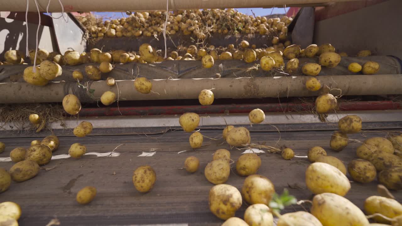 la cosecha de patatas. las patatas sucias se vierten en la cinta transportadora.