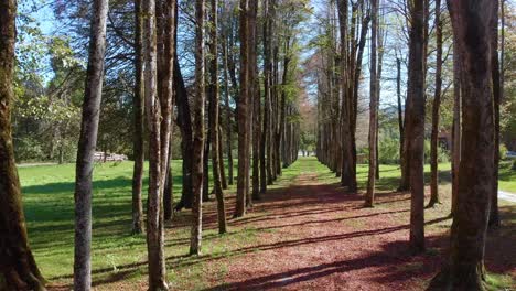 Drone-view-of-a-wide-angle-linear-view-of-a-road-framed-by-coniferous-trees