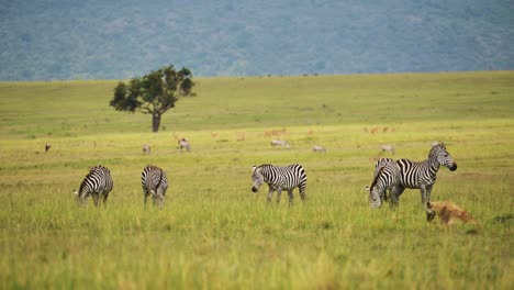 slow motion shot of zebras grazing in lush beautiful landscape surrounded by african wildlife in maasai mara national reserve, kenya, africa safari animals in masai mara north conservancy