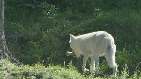 lobos en el bosque boreal canadiense