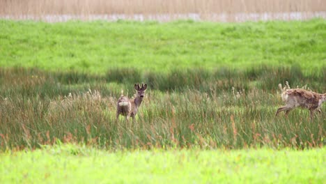 Pair-of-roe-deer-in-grassy-meadow-field,-one-walking,-other-standing