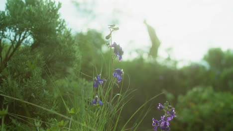 Silhouette Hiker Hiking Walking behind Purple Wildflowers in Forest of Colorado Mountains
