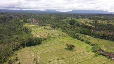 Aerial-footage-over-rice-fields-in-Ubud,-Bali,-Indonesia