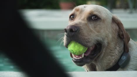 Gelber-Labrador-Retriever-Sitzt-Im-Pool-Mit-Tennisball-Im-Mund