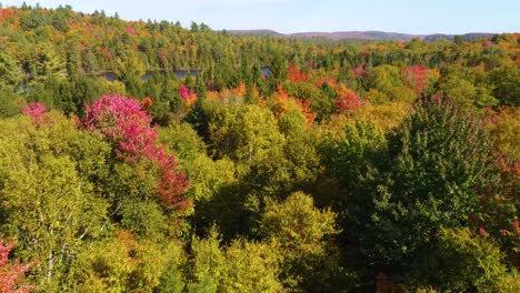 Impresionante-Toma-De-Drones-De-Un-Bosque-En-Otoño-Con-Colores-Vibrantes-De-Hojas