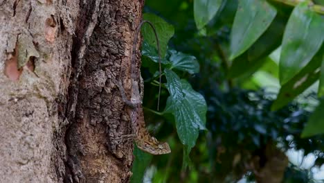 el lagarto de jardín oriental también se llama lagarto de jardín oriental, chupasangre y lagarto cambiable