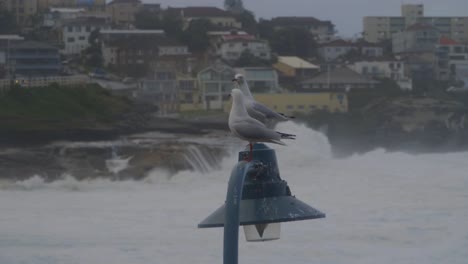 Paar-Möwen,-Die-Während-Eines-Sturms-Auf-Einem-Laternenpfahl-Sitzen---Meereswellen,-Die-Auf-Felsen-Am-Strand-Von-Bronte-Spritzen---Sydney,-NSW,-Australien