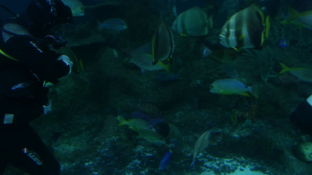 Scuba divers exploring an underwater environment surrounded by tropical fish and coral. The diver is swimming near the ocean floor, with colorful fish gliding around in the background