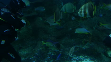scuba divers exploring an underwater environment surrounded by tropical fish and coral. the diver is swimming near the ocean floor, with colorful fish gliding around in the background
