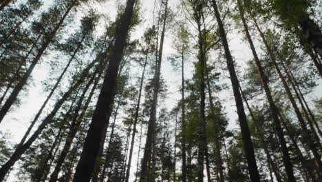 Tall-deciduous-and-coniferous-trees-in-forest-under-blue-sky