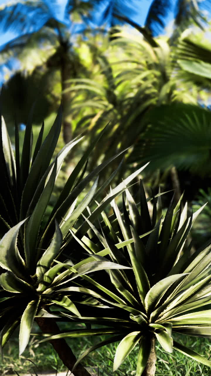 Rigoglioso giardino tropicale con palme vivaci e fogliame verde