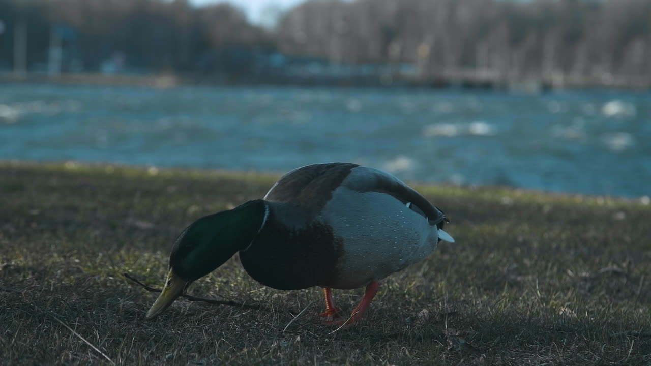 dos patos buscando comida en un campo de hierba cerca de un lago