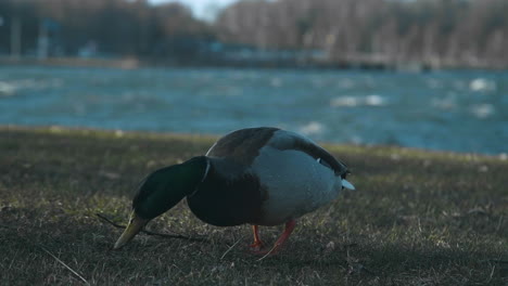 Two-ducks-looking-for-food-on-a-grass-field-near-a-lake