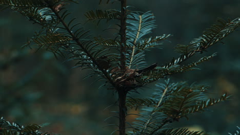 close up of pine tree with defocused leaf at park forest