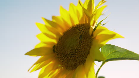 sunflower with blue sky