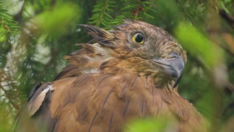 european honey buzzard (pernis apivorus), also known as the pern or common pern,is a bird of prey in the family accipitridae