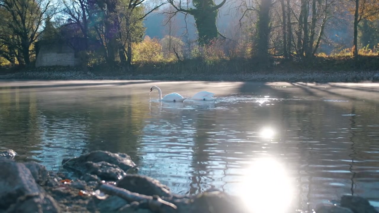 Two white ducks swimming in serene waters with golden sun reflections of lake Walen, Walenstadt, Switzerland.