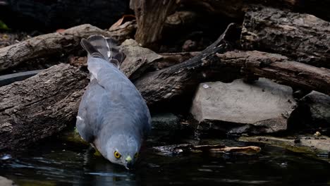 Das-Shikra-Ist-Ein-Kleiner-Raubvogel,-Der-In-Asien-Und-Afrika-Vorkommt