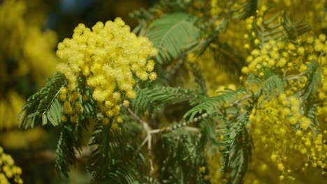 blooming yellow tree branches in forestry area, close up handheld view