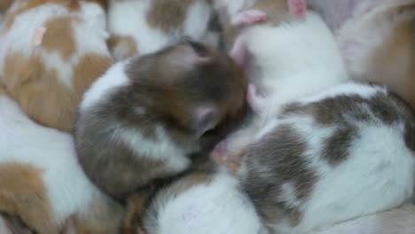 hamsters lindos y esponjosos
