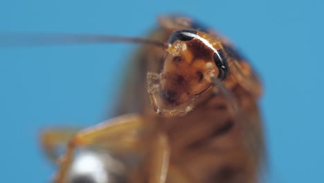 imágenes macro de cabeza de cucaracha con ojos grandes y chelas en movimiento sobre fondo azul