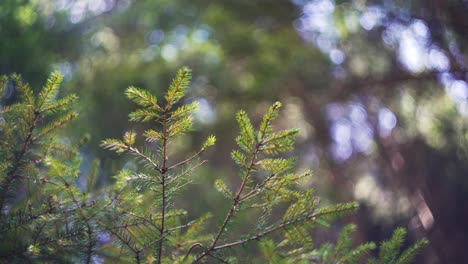 Grüner-Nadelbaum-Mitten-Im-Wald-In-Den-Alpen-Im-Frühling