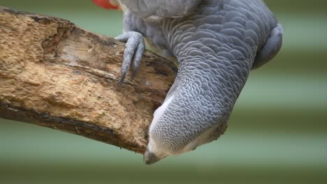 close up of african grey parrot perched on wooden branch and nibbling outdoors - psittacus species