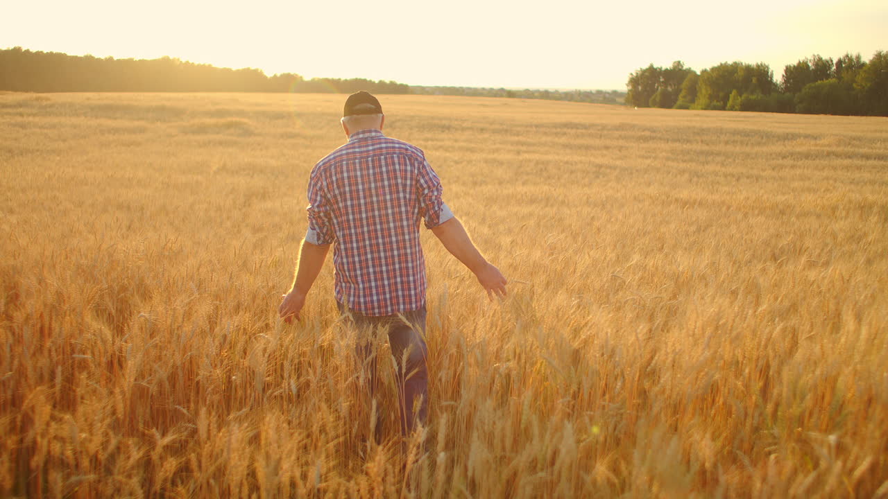 un agricultor adulto camina en un campo de trigo con una gorra al atardecer pasando su mano sobre las orejas de color dorado al atardecer. agricultura de plantas de grano.