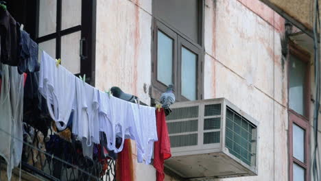 pigeons perching on clothesline outside house window in delhi, india