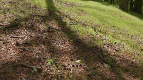 low angle shot along forest floor in springtime