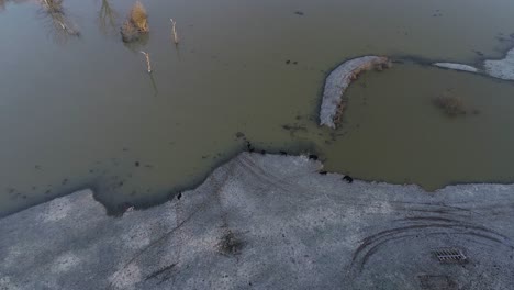 Aerial-top-down-of-flooded-trees-in-a-brown-river-with-black-cows-grazing-riverside